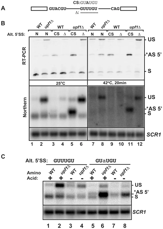 Effects of mutations of the <i>RPL22B</i> alternative 5′ splice site on <i>RPL22B</i> splicing and expression in normal and stress conditions.