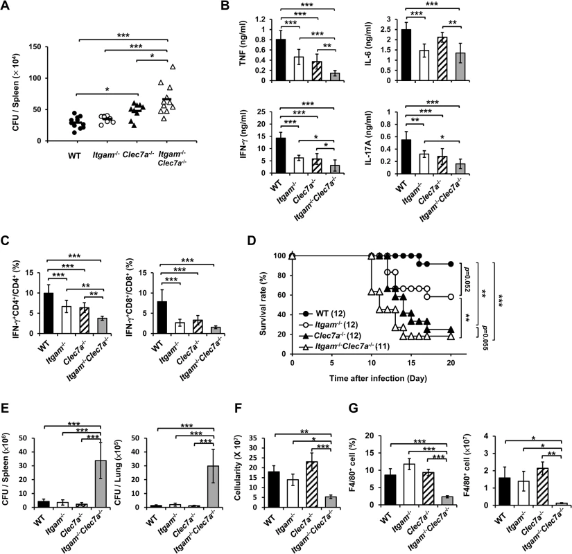 CR3 and Dectin-1 coordinately orchestrate host defense against <i>H</i>. <i>capsulatum</i> infection.