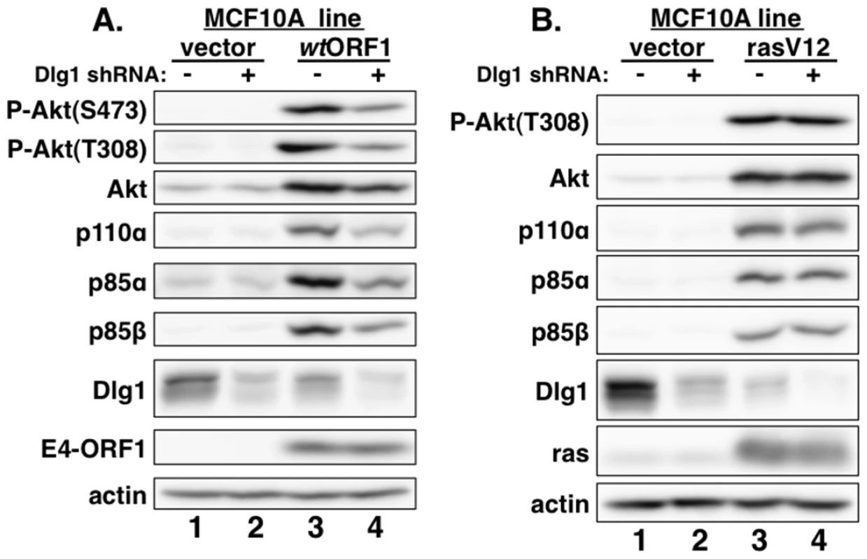 E4-ORF1 activates PI3K and upregulates PI3K protein levels in a Dlg1-dependent manner.