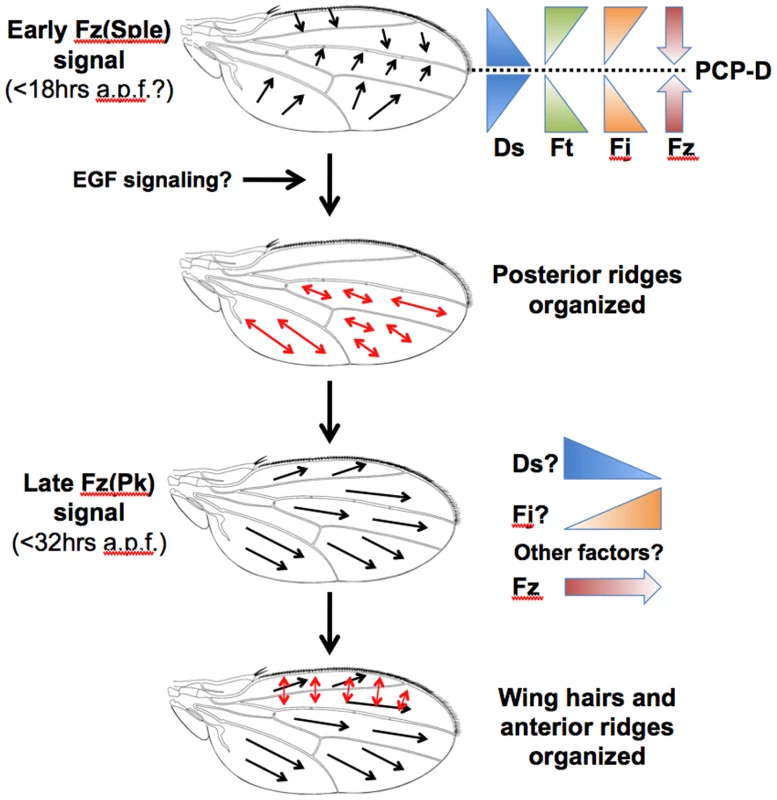 A model for PCP specification in the <i>Drosophila</i> wing.