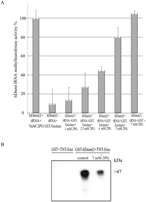 The influence of 2-PG on enolase inhibitory effect over Dnmt2 tRNA MT activity.