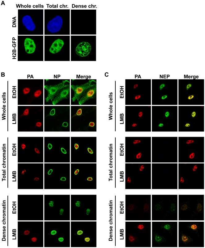 Association of vRNP export complexes with subchromatin structure.