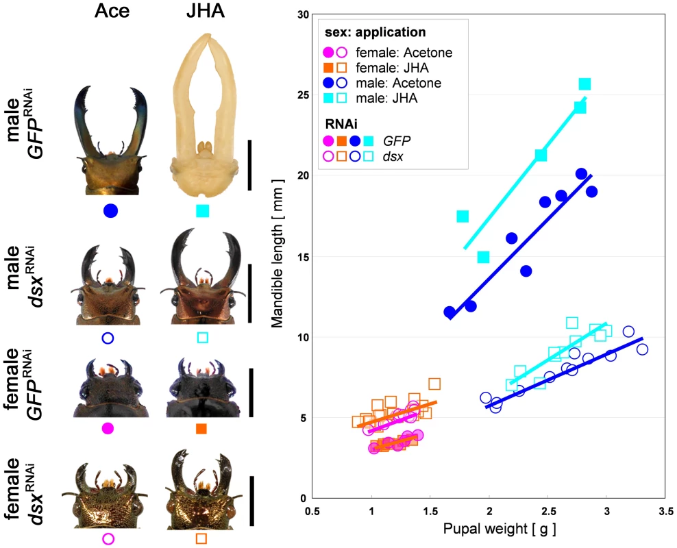 Effects of JHA application on <i>GFP</i><sup>RNAi</sup> and <i>dsx</i><sup>RNAi</sup> individuals.