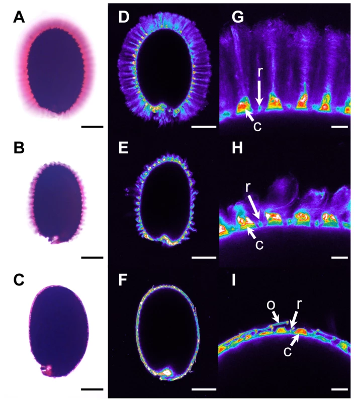 Adherent mucilage width and cellulose labelling are reduced in floating mucilage-releasing (FMR) accessions.