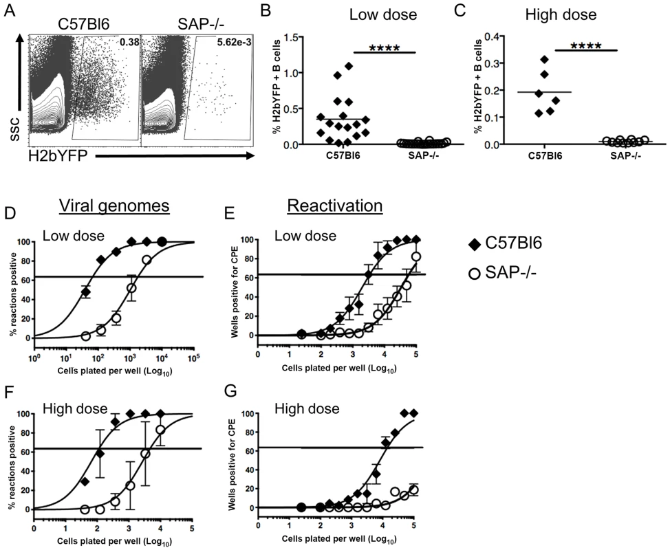 Reduced frequency of latently infected B cells in SAP-deficient mice during the establishment of latency.