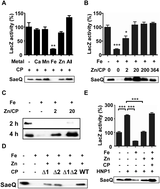 Calprotectin protects the SaeRS TCS from the metal-mediated repression.