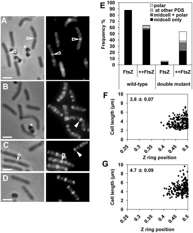 FtsZ overproduction reduces the delay in Z ring assembly at midcell in the <i>noc minCD</i> double mutant.
