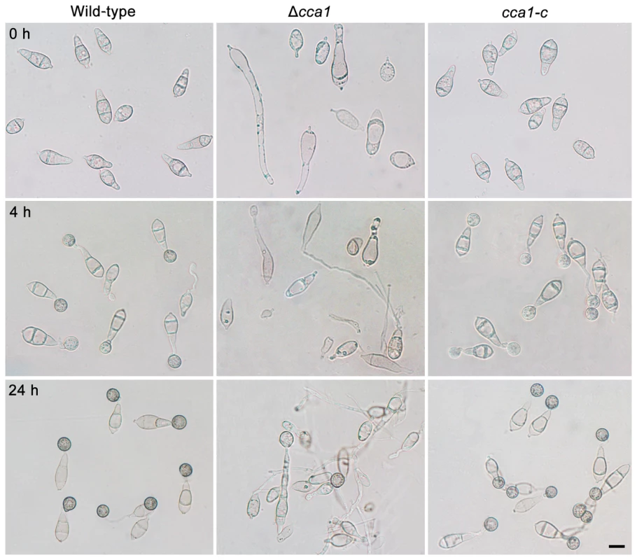 Conidia, conidial germination and appressorium formation of the <i>M. oryzae</i> strain Δ<i>cca1</i>.