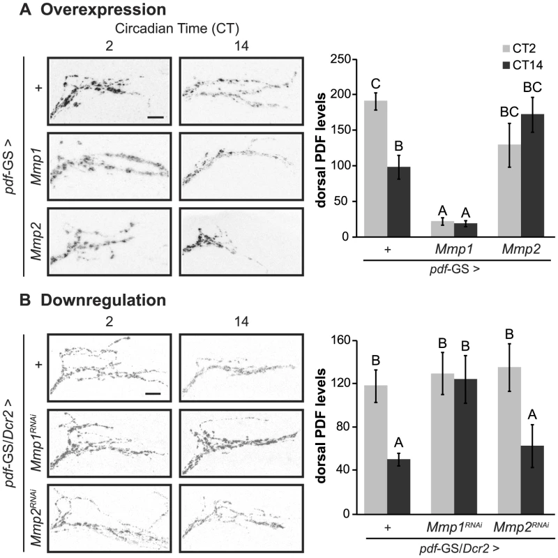 Cell autonomous Mmp1 expression regulates PDF levels.