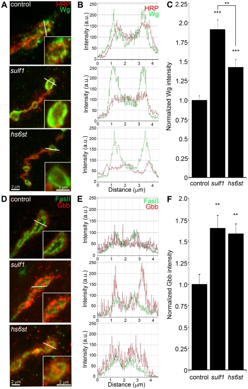 Synaptic WNT and BMP ligand abundance is modified by 6-O-S sulfation.