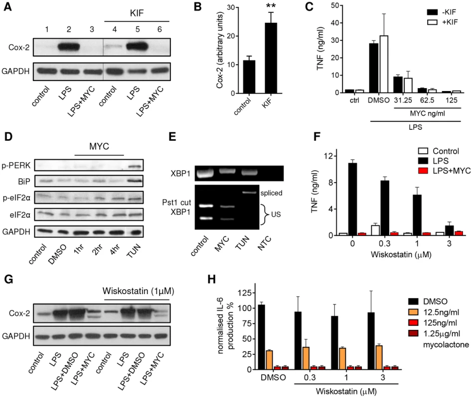 Mycolactone does not mediate these effects via ERAD, ER stress or WASP-activation-dependent mechanisms.