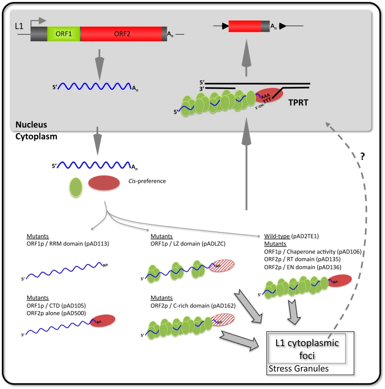 A working model of L1 cytoplasmic RNP formation.
