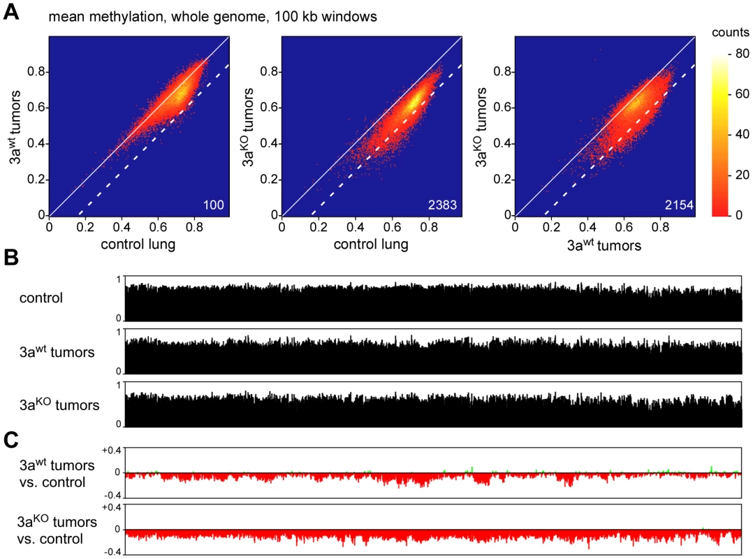 Analysis of large-scale DNA methylation patterns.