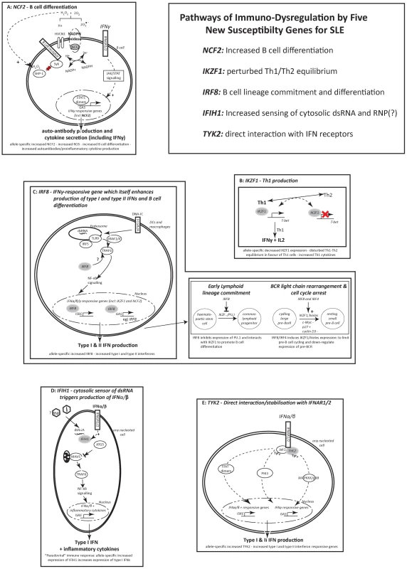 Pathways of immuno-dysregulation by five new susceptibility genes for SLE.