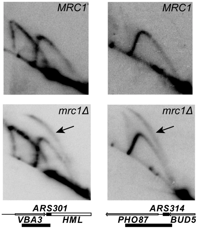 Activity of dormant origins in the <i>mrc1Δ</i> mutant.