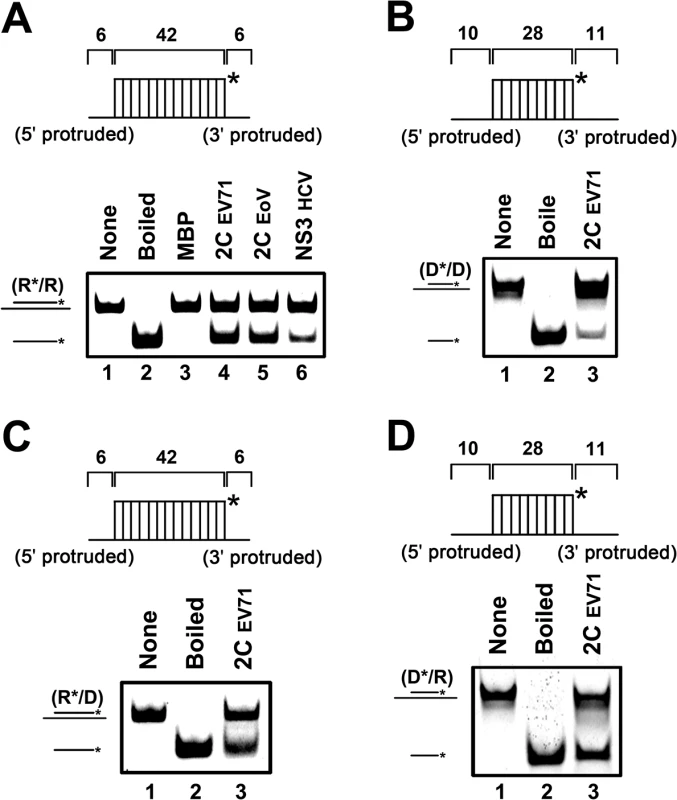 EV71 2C<sup>ATPase</sup> unwinds both RNA and DNA helices.