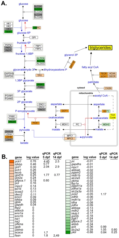 Glyceroneogenesis and fatty acid elongation pathways are dysregulated by nAtf6 overexpression.