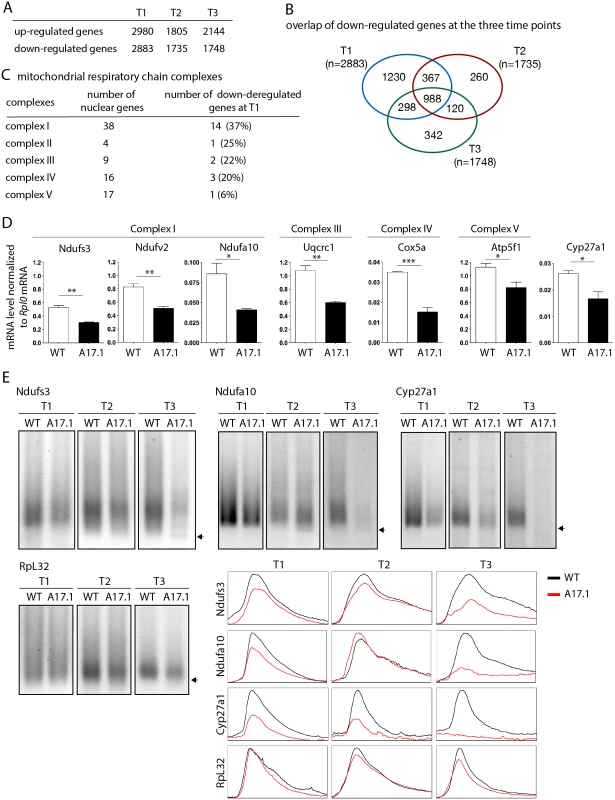 Deregulation of the mitochondrial pathway in the OPMD mouse model.