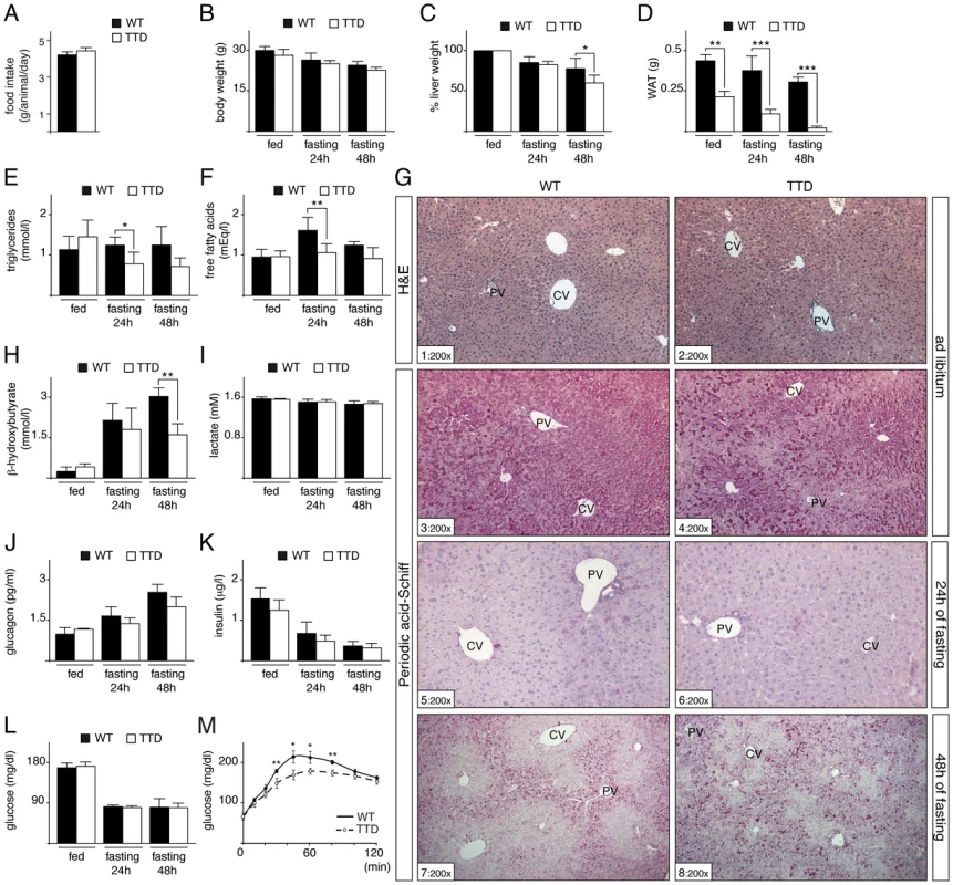 Fasting response of WT and TTD mice.
