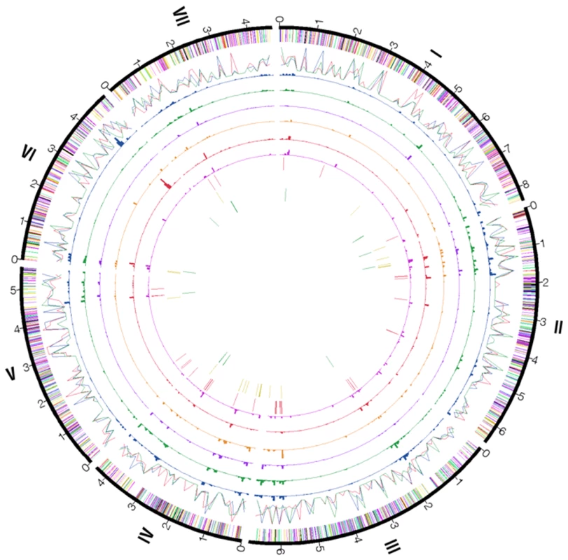 Genome organization and gene distribution in P131, Y34, and 70-15.