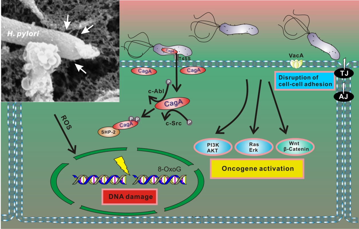 Interaction between <i>H</i>. <i>pylori</i> and gastric epithelial cells results in cellular stress.