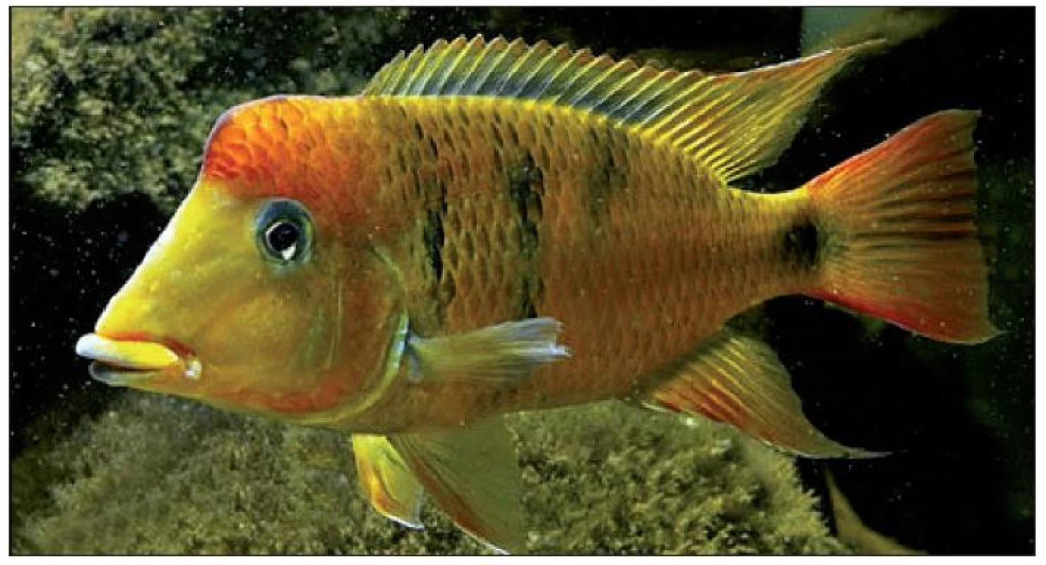 Jedna z velmi početných cichlid, dalšího oblíbeného modelu rychlé speciace