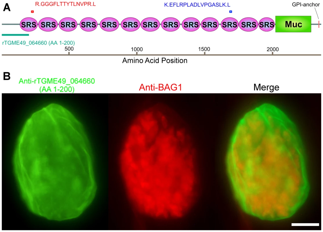 Monoclonal antibody SalmonE recognizes cyst wall protein CST1 (TGME49_064660).