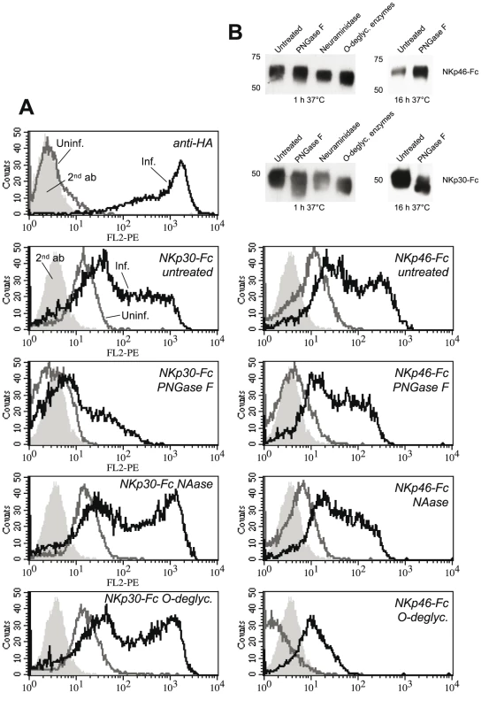 Deglycosylation differentially influences the binding of NKp30-Fc and NKp46-Fc.
