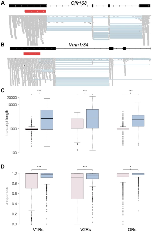 RNAseq provides comprehensive gene models for ORs and VRs.