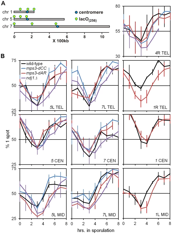 Delays of pairing/synapsis in RPM mutants vary among chromosome loci.