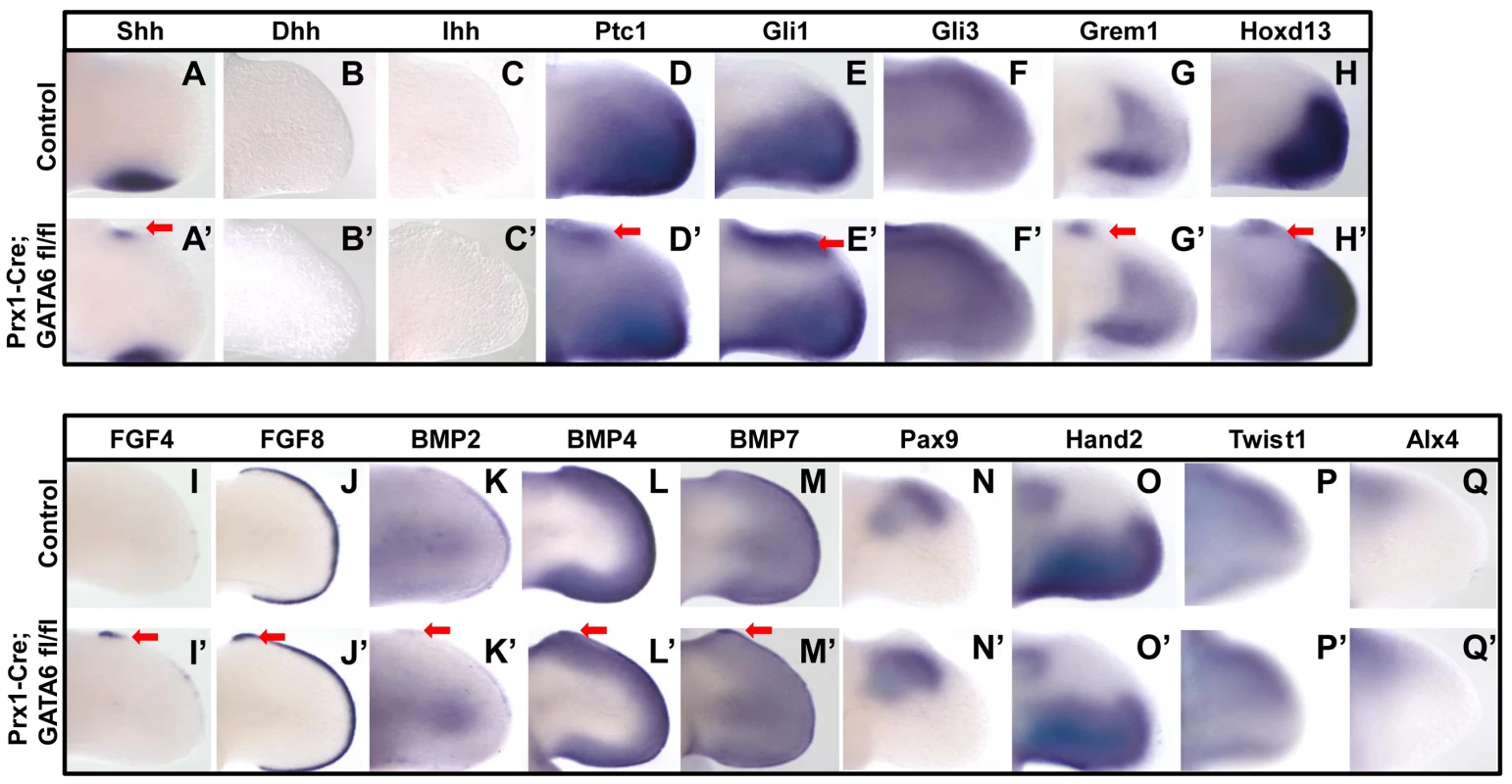 Loss of GATA6 in the hindlimb bud induces ectopic expression of hedgehog responsive genes.