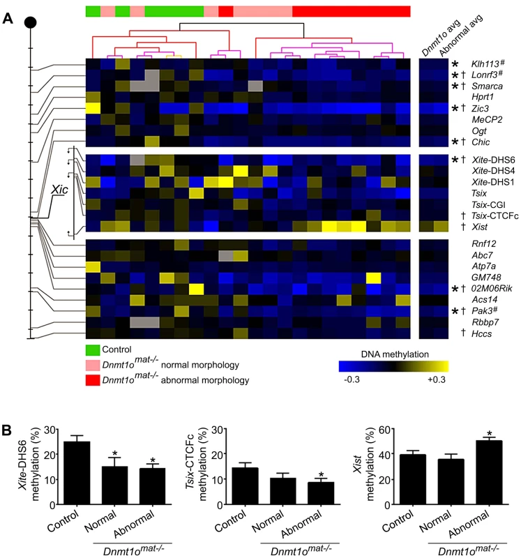 DNA methylation of X-CGI and <i>Xic</i> loci in <i>Dnmt1o<sup>mat−/−</sup></i> female placentae.