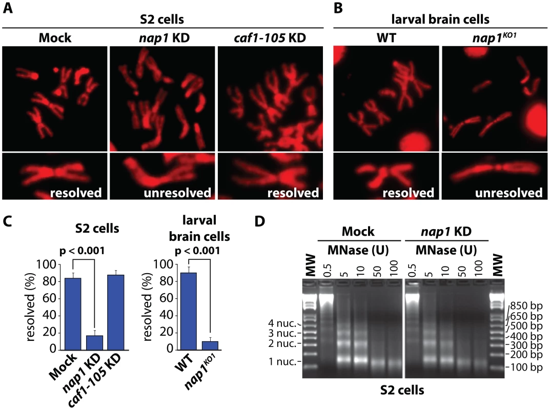 NAP1 is required for sister chromatid resolution.