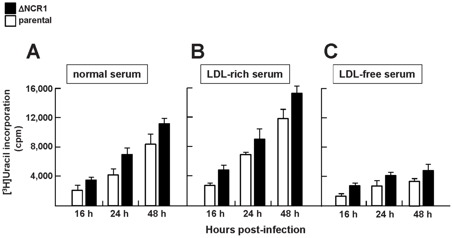 Growth features of TgNCR1-deficient parasites in vitro.