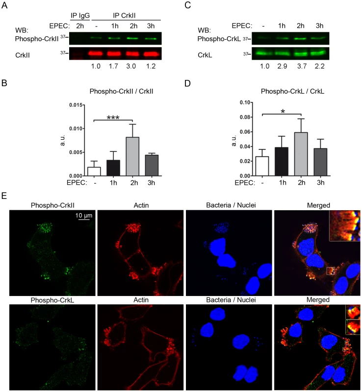 EPEC infection induces tyrosine phosphorylation of Crk adaptor proteins.