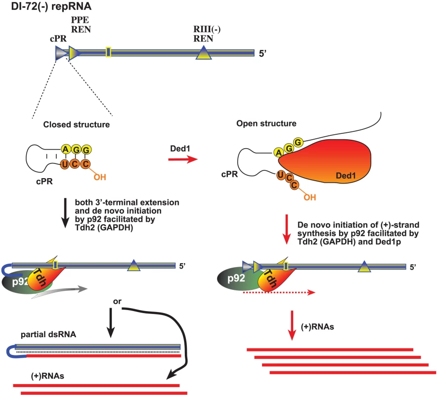 A model describing the functions of Ded1p and GAPDH during tombusvirus replication.