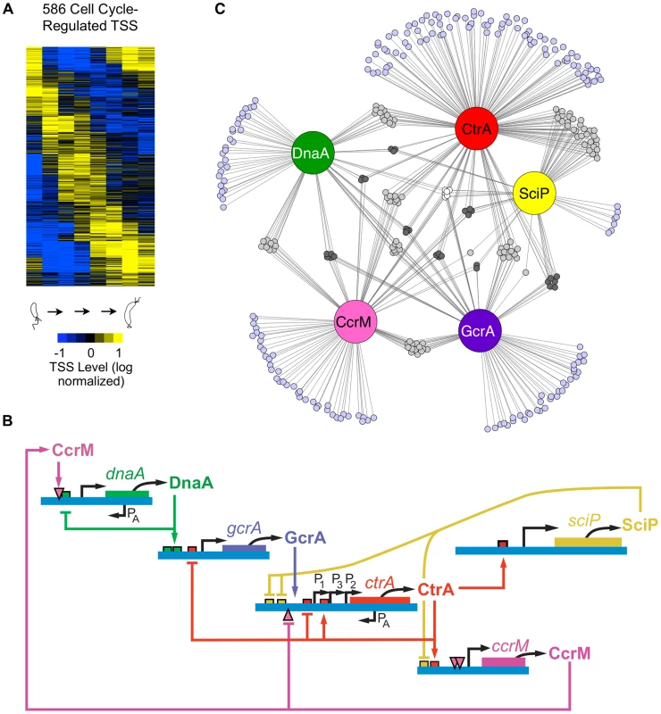 Cell cycle-regulated transcription by combinatorial control of master regulators.