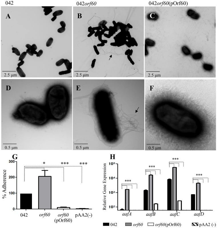 Increased expression of AAF in 042<i>orf60</i>.