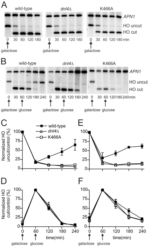 Catalytically inactive Dnl4 protein does not impede DSB resection.