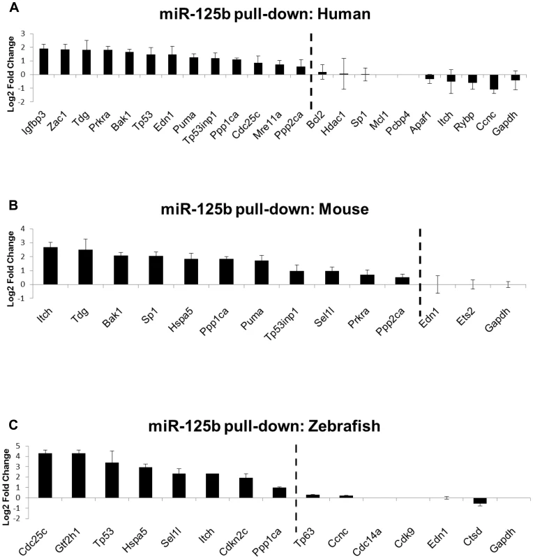 Direct binding of miR-125b to p53 network targets.