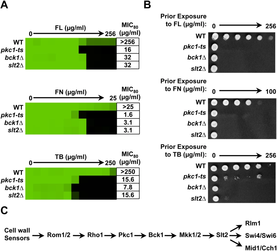 Pkc1 enables basal tolerance to ergosterol biosynthesis inhibitors via the MAPK cascade in <i>Saccharomyces cerevisiae</i>.