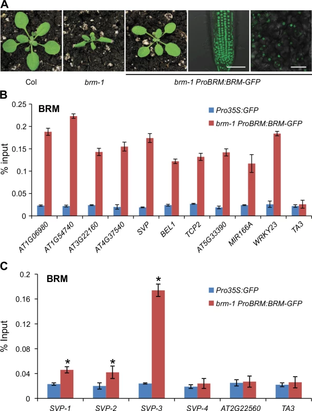 Physical occupancy of BRM at selected genes.