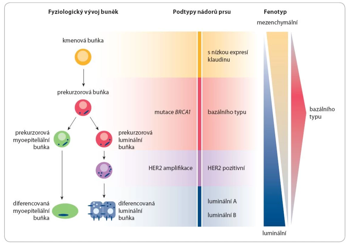 Rozdělení karcinomů prsu podle „intrinsic subtype“ a rozdělení TNBC dle molekulárních charakteristik. Upraveno podle [23].