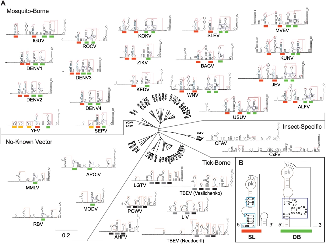 Models of flavivirus 3’UTR secondary RNA structures.