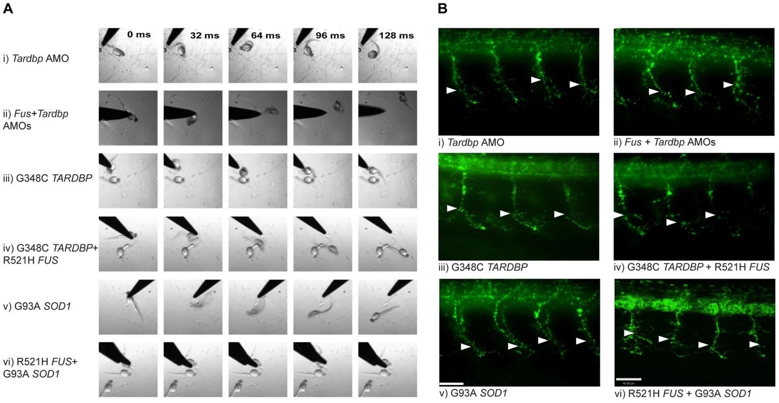 Mutant <i>SOD1</i> exacerbates the motor phenotype caused by mutant <i>FUS</i> and mutant <i>TARDBP</i>.