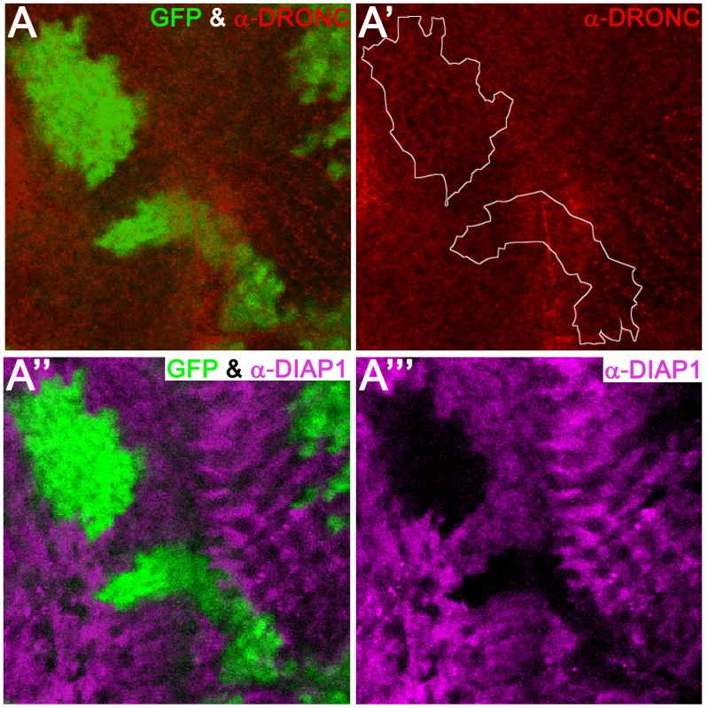 Overexpression of <i>diap1</i> does not trigger degradation of DRONC.