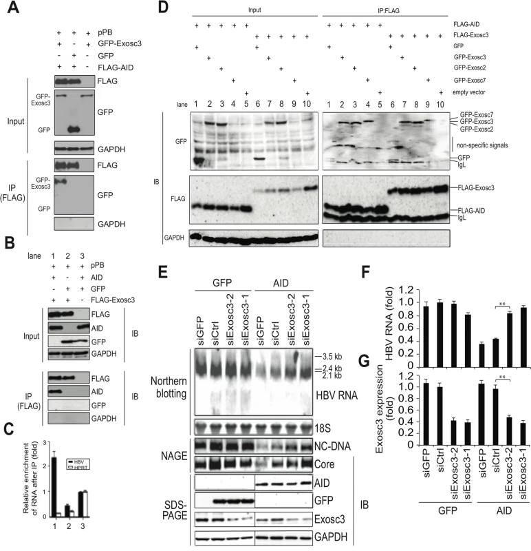 AID inducing HBV RNA reduction depends on Exosc3.