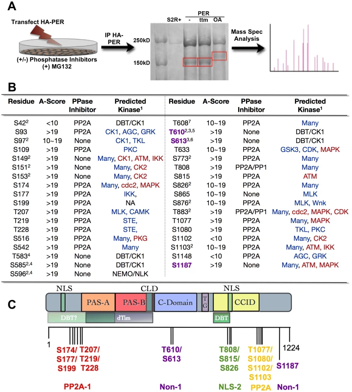 PER phosphorylation sites mapped by mass spectrometry.