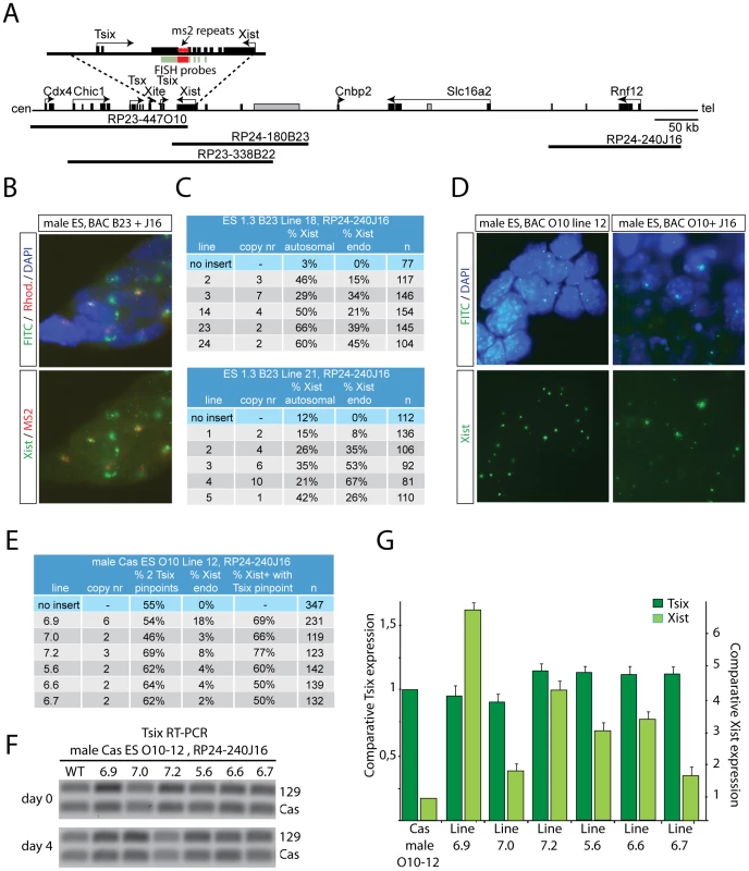 RNF12 activates <i>Xist</i> directly, but does not inhibit <i>Tsix.</i>