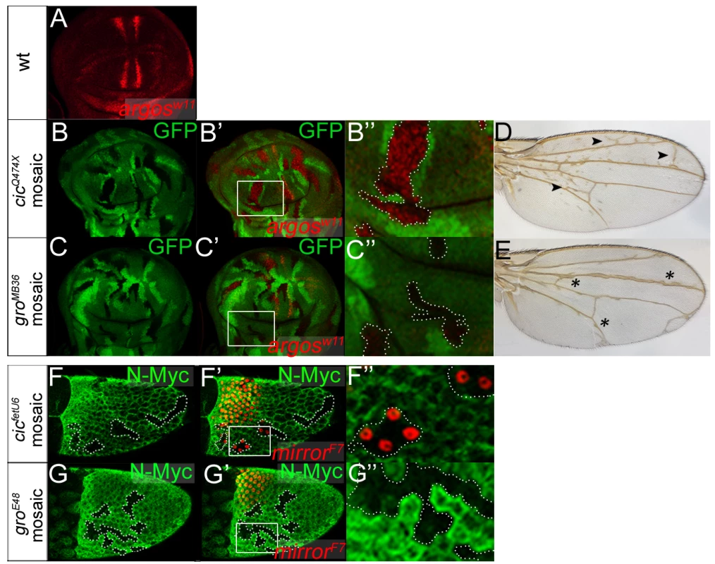 Cic functions independently of Gro in the ovary and in the wing.
